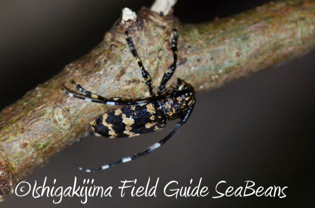 11%e6%9c%881%e6%97%a5%e7%9f%b3%e5%9e%a3%e5%b3%b6%e3%83%8a%e3%82%a4%e3%83%88%e3%83%84%e3%82%a2%e3%83%bc17