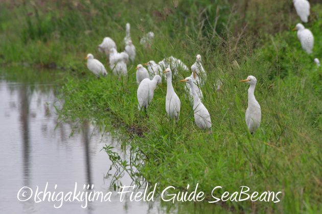 11%e6%9c%8820%e6%97%a5%e7%9f%b3%e5%9e%a3%e5%b3%b6%e3%83%90%e3%83%bc%e3%83%89%e3%82%a6%e3%82%aa%e3%83%83%e3%83%81%e3%83%b3%e3%82%b0%ef%bc%86%e9%87%8e%e9%b3%a5%e6%92%ae%e5%bd%b1%e3%82%ac%e3%82%a4