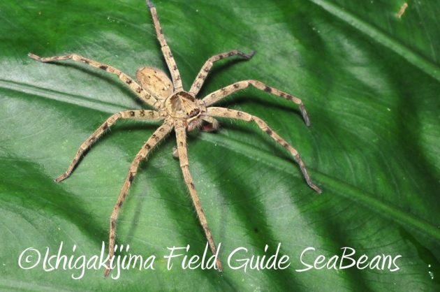 11%e6%9c%8825%e6%97%a5%e7%9f%b3%e5%9e%a3%e5%b3%b6%e3%83%8a%e3%82%a4%e3%83%88%e3%83%84%e3%82%a2%e3%83%bc4