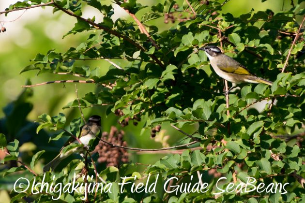 11%e6%9c%8813%e6%97%a5%e7%9f%b3%e5%9e%a3%e5%b3%b6%e3%83%90%e3%83%bc%e3%83%89%e3%82%a6%e3%82%aa%e3%83%83%e3%83%81%e3%83%b3%e3%82%b0%ef%bc%86%e9%87%8e%e9%b3%a5%e6%92%ae%e5%bd%b1%e3%82%ac%e3%82%a4