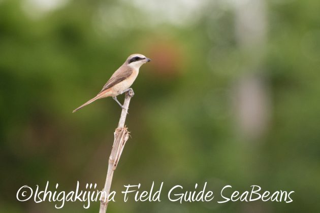 11%e6%9c%8826%e6%97%a5%e7%9f%b3%e5%9e%a3%e5%b3%b6%e3%83%90%e3%83%bc%e3%83%89%e3%82%a6%e3%82%aa%e3%83%83%e3%83%81%e3%83%b3%e3%82%b0%ef%bc%86%e9%87%8e%e9%b3%a5%e6%92%ae%e5%bd%b1%e3%82%ac%e3%82%a4