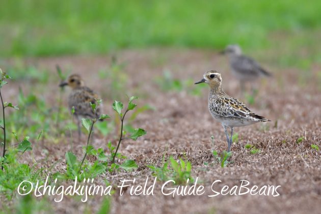 11%e6%9c%882%e6%97%a5%e7%9f%b3%e5%9e%a3%e5%b3%b6%e3%83%90%e3%83%bc%e3%83%89%e3%82%a6%e3%82%aa%e3%83%83%e3%83%81%e3%83%b3%e3%82%b0%ef%bc%86%e9%87%8e%e9%b3%a5%e6%92%ae%e5%bd%b1%e3%82%ac%e3%82%a4