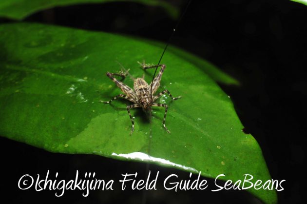 11%e6%9c%8820%e6%97%a5%e7%9f%b3%e5%9e%a3%e5%b3%b6%e3%83%8a%e3%82%a4%e3%83%88%e3%83%84%e3%82%a2%e3%83%bc8