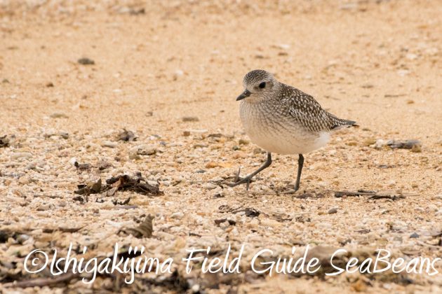 11%e6%9c%8828%e6%97%a5%e7%9f%b3%e5%9e%a3%e5%b3%b6%e3%83%90%e3%83%bc%e3%83%89%e3%82%a6%e3%82%aa%e3%83%83%e3%83%81%e3%83%b3%e3%82%b0%e3%82%ac%e3%82%a4%e3%83%8926