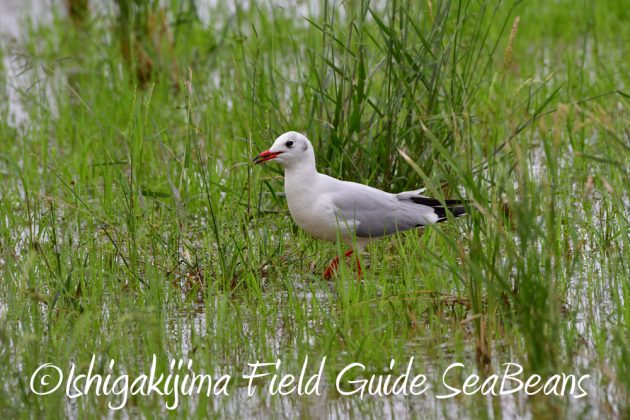 11%e6%9c%8826%e6%97%a5%e7%9f%b3%e5%9e%a3%e5%b3%b6%e3%83%90%e3%83%bc%e3%83%89%e3%82%a6%e3%82%aa%e3%83%83%e3%83%81%e3%83%b3%e3%82%b0%ef%bc%86%e9%87%8e%e9%b3%a5%e6%92%ae%e5%bd%b1%e3%82%ac%e3%82%a4