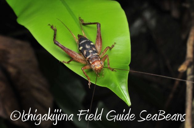 11%e6%9c%8825%e6%97%a5%e7%9f%b3%e5%9e%a3%e5%b3%b6%e3%83%8a%e3%82%a4%e3%83%88%e3%83%84%e3%82%a2%e3%83%bc5