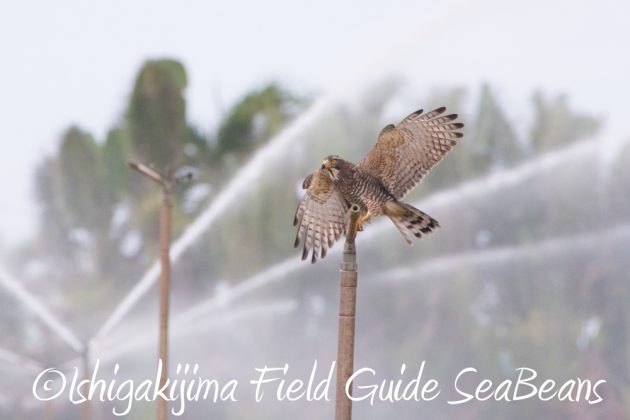 11%e6%9c%8820%e6%97%a5%e7%9f%b3%e5%9e%a3%e5%b3%b6%e3%83%90%e3%83%bc%e3%83%89%e3%82%a6%e3%82%aa%e3%83%83%e3%83%81%e3%83%b3%e3%82%b0%ef%bc%86%e9%87%8e%e9%b3%a5%e6%92%ae%e5%bd%b1%e3%82%ac%e3%82%a4