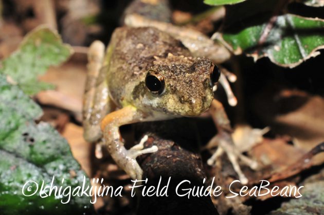 11%e6%9c%881%e6%97%a5%e7%9f%b3%e5%9e%a3%e5%b3%b6%e3%83%8a%e3%82%a4%e3%83%88%e3%83%84%e3%82%a2%e3%83%bc10