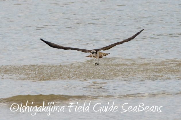 11%e6%9c%8817%e6%97%a5%e7%9f%b3%e5%9e%a3%e5%b3%b6%e3%83%90%e3%83%bc%e3%83%89%e3%82%a6%e3%82%aa%e3%83%83%e3%83%81%e3%83%b3%e3%82%b0%ef%bc%86%e9%87%8e%e9%b3%a5%e8%a6%b3%e5%af%9f%e3%83%84%e3%82%a2