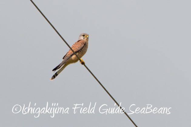 11%e6%9c%882%e6%97%a5%e7%9f%b3%e5%9e%a3%e5%b3%b6%e3%83%90%e3%83%bc%e3%83%89%e3%82%a6%e3%82%aa%e3%83%83%e3%83%81%e3%83%b3%e3%82%b0%ef%bc%86%e9%87%8e%e9%b3%a5%e6%92%ae%e5%bd%b1%e3%82%ac%e3%82%a4