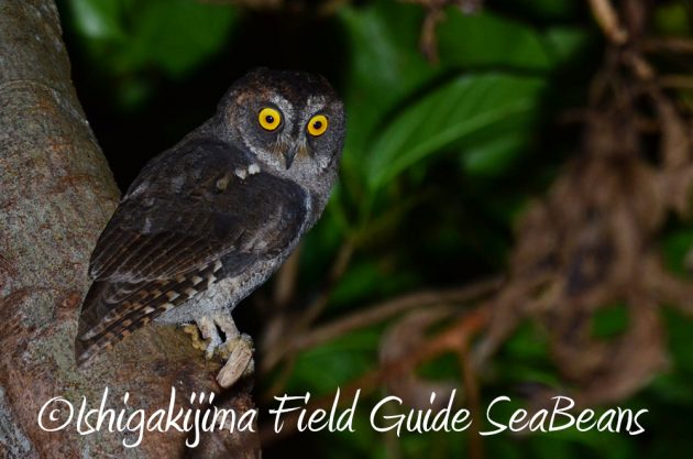 11%e6%9c%886%e6%97%a5%e7%9f%b3%e5%9e%a3%e5%b3%b6%e3%83%8a%e3%82%a4%e3%83%88%e3%83%84%e3%82%a2%e3%83%bc2