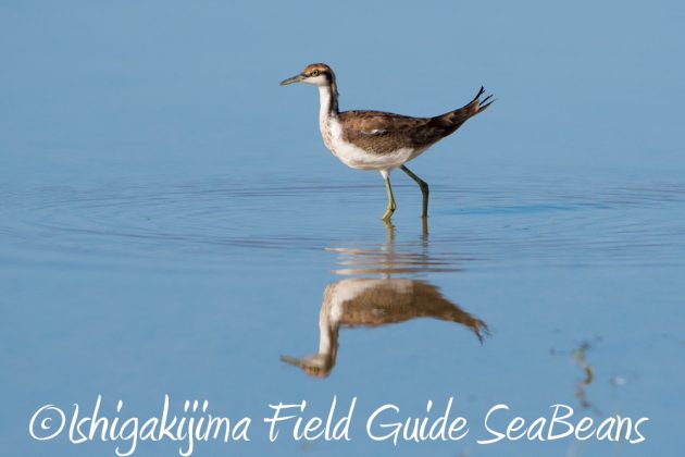 11%e6%9c%8813%e6%97%a5%e7%9f%b3%e5%9e%a3%e5%b3%b6%e3%83%90%e3%83%bc%e3%83%89%e3%82%a6%e3%82%aa%e3%83%83%e3%83%81%e3%83%b3%e3%82%b0%ef%bc%86%e9%87%8e%e9%b3%a5%e6%92%ae%e5%bd%b1%e3%82%ac%e3%82%a4