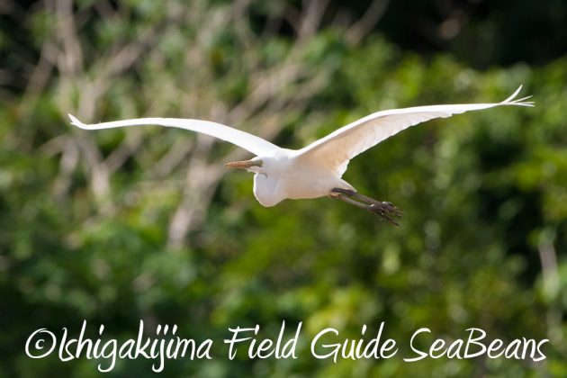 11%e6%9c%8826%e6%97%a5%e7%9f%b3%e5%9e%a3%e5%b3%b6%e3%83%90%e3%83%bc%e3%83%89%e3%82%a6%e3%82%aa%e3%83%83%e3%83%81%e3%83%b3%e3%82%b0%ef%bc%86%e9%87%8e%e9%b3%a5%e6%92%ae%e5%bd%b1%e3%82%ac%e3%82%a4