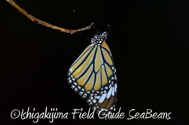 11%e6%9c%887%e6%97%a5%e7%9f%b3%e5%9e%a3%e5%b3%b6%e3%83%8a%e3%82%a4%e3%83%88%e3%83%84%e3%82%a2%e3%83%bc17