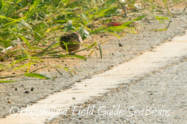 11%e6%9c%8816%e6%97%a5%e7%9f%b3%e5%9e%a3%e5%b3%b6%e3%83%90%e3%83%bc%e3%83%89%e3%82%a6%e3%82%aa%e3%83%83%e3%83%81%e3%83%b3%e3%82%b0%ef%bc%86%e9%87%8e%e9%b3%a5%e8%a6%b3%e5%af%9f%e3%82%ac%e3%82%a4