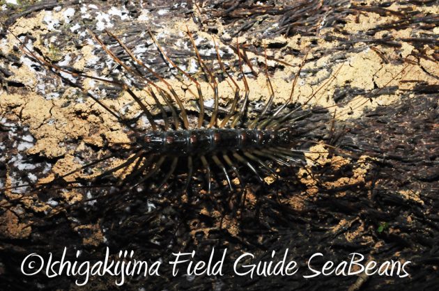 11%e6%9c%883%e6%97%a5%e7%9f%b3%e5%9e%a3%e5%b3%b6%e3%83%8a%e3%82%a4%e3%83%88%e3%83%84%e3%82%a2%e3%83%bc5