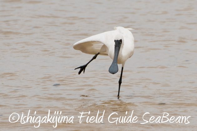 11%e6%9c%8823%e6%97%a5%e7%9f%b3%e5%9e%a3%e5%b3%b6%e3%83%90%e3%83%bc%e3%83%89%e3%82%a6%e3%82%aa%e3%83%83%e3%83%81%e3%83%b3%e3%82%b0%ef%bc%86%e9%87%8e%e9%b3%a5%e8%a6%b3%e5%af%9f%e3%82%ac%e3%82%a4