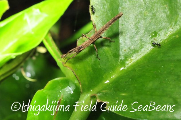 11%e6%9c%888%e6%97%a5%e7%9f%b3%e5%9e%a3%e5%b3%b6%e3%83%8a%e3%82%a4%e3%83%88%e3%83%84%e3%82%a2%e3%83%bc15