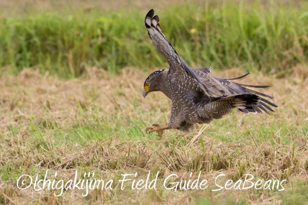 11%e6%9c%8811%e6%97%a5%e7%9f%b3%e5%9e%a3%e5%b3%b6%e3%82%ab%e3%83%b3%e3%83%a0%e3%83%aa%e3%83%af%e3%82%b7%e6%92%ae%e5%bd%b1%e3%80%81%e3%83%90%e3%83%bc%e3%83%89%e3%82%a6%e3%82%aa%e3%83%83%e3%83%81