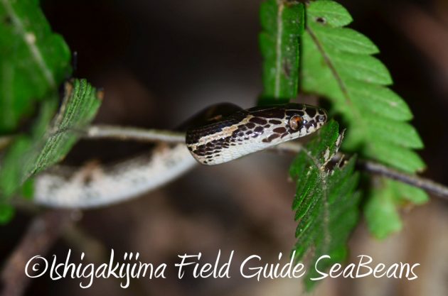 11%e6%9c%883%e6%97%a5%e7%9f%b3%e5%9e%a3%e5%b3%b6%e3%83%8a%e3%82%a4%e3%83%88%e3%83%84%e3%82%a2%e3%83%bc19