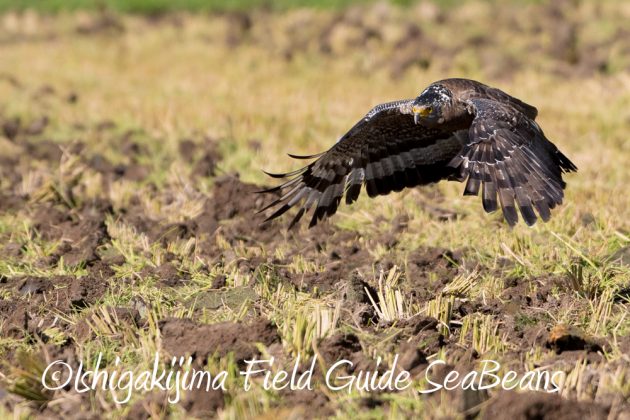 11%e6%9c%8814%e6%97%a5%e7%9f%b3%e5%9e%a3%e5%b3%b6%e3%83%90%e3%83%bc%e3%83%89%e3%82%a6%e3%82%aa%e3%83%83%e3%83%81%e3%83%b3%e3%82%b0%ef%bc%86%e9%87%8e%e9%b3%a5%e6%92%ae%e5%bd%b1%e3%82%ac%e3%82%a4