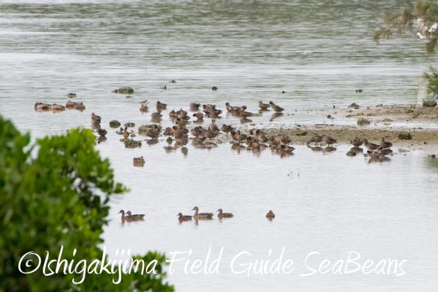 11%e6%9c%883%e6%97%a5%e9%b3%a5%e7%8d%a3%e4%bf%9d%e8%ad%b7%e5%8c%ba%e5%9f%9f%e7%ad%89%e5%b7%a1%e5%9b%9e%e8%aa%bf%e6%9f%bb5