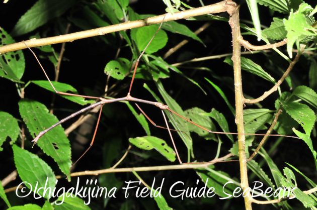 11%e6%9c%883%e6%97%a5%e7%9f%b3%e5%9e%a3%e5%b3%b6%e3%83%8a%e3%82%a4%e3%83%88%e3%83%84%e3%82%a2%e3%83%bc10