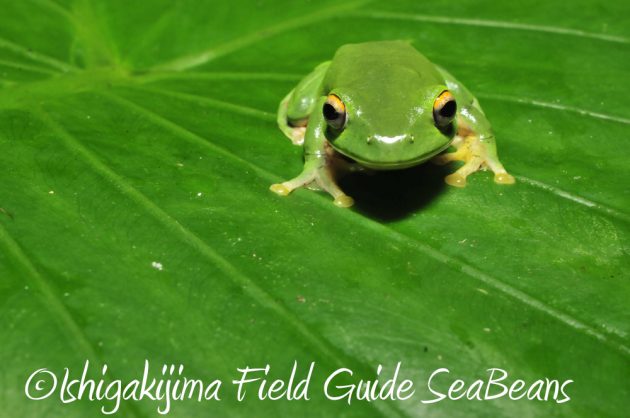 11%e6%9c%888%e6%97%a5%e7%9f%b3%e5%9e%a3%e5%b3%b6%e3%83%8a%e3%82%a4%e3%83%88%e3%83%84%e3%82%a2%e3%83%bc11