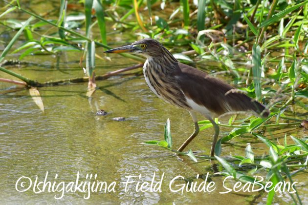 11%e6%9c%886%e6%97%a5%e7%9f%b3%e5%9e%a3%e5%b3%b6%e3%83%90%e3%83%bc%e3%83%89%e3%82%a6%e3%82%aa%e3%83%83%e3%83%81%e3%83%b3%e3%82%b0%ef%bc%86%e9%87%8e%e9%b3%a5%e6%92%ae%e5%bd%b1%e3%82%ac%e3%82%a4