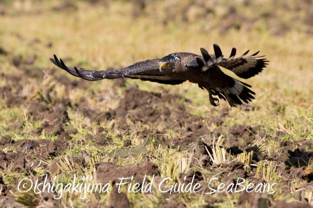 11%e6%9c%8814%e6%97%a5%e7%9f%b3%e5%9e%a3%e5%b3%b6%e3%83%90%e3%83%bc%e3%83%89%e3%82%a6%e3%82%aa%e3%83%83%e3%83%81%e3%83%b3%e3%82%b0%ef%bc%86%e9%87%8e%e9%b3%a5%e6%92%ae%e5%bd%b1%e3%82%ac%e3%82%a4