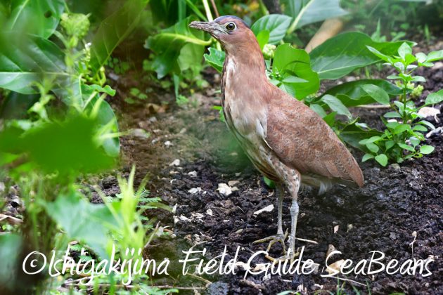 11%e6%9c%882%e6%97%a5%e7%9f%b3%e5%9e%a3%e5%b3%b6%e3%83%90%e3%83%bc%e3%83%89%e3%82%a6%e3%82%aa%e3%83%83%e3%83%81%e3%83%b3%e3%82%b0%ef%bc%86%e9%87%8e%e9%b3%a5%e6%92%ae%e5%bd%b1%e3%82%ac%e3%82%a4