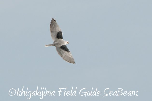 11%e6%9c%8819%e6%97%a5%e7%9f%b3%e5%9e%a3%e5%b3%b6%e3%83%90%e3%83%bc%e3%83%89%e3%82%a6%e3%82%aa%e3%83%83%e3%83%81%e3%83%b3%e3%82%b0%ef%bc%86%e9%87%8e%e9%b3%a5%e6%92%ae%e5%bd%b1%e3%82%ac%e3%82%a4