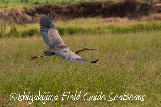 11%e6%9c%8817%e6%97%a5%e7%9f%b3%e5%9e%a3%e5%b3%b6%e3%83%90%e3%83%bc%e3%83%89%e3%82%a6%e3%82%aa%e3%83%83%e3%83%81%e3%83%b3%e3%82%b0%ef%bc%86%e9%87%8e%e9%b3%a5%e8%a6%b3%e5%af%9f%e3%83%84%e3%82%a2