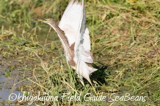 11%e6%9c%8814%e6%97%a5%e7%9f%b3%e5%9e%a3%e5%b3%b6%e3%83%90%e3%83%bc%e3%83%89%e3%82%a6%e3%82%aa%e3%83%83%e3%83%81%e3%83%b3%e3%82%b0%ef%bc%86%e9%87%8e%e9%b3%a5%e6%92%ae%e5%bd%b1%e3%82%ac%e3%82%a4