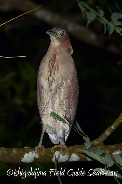 11%e6%9c%8822%e6%97%a5%e7%9f%b3%e5%9e%a3%e5%b3%b6%e3%83%8a%e3%82%a4%e3%83%88%e3%83%84%e3%82%a2%e3%83%bc10