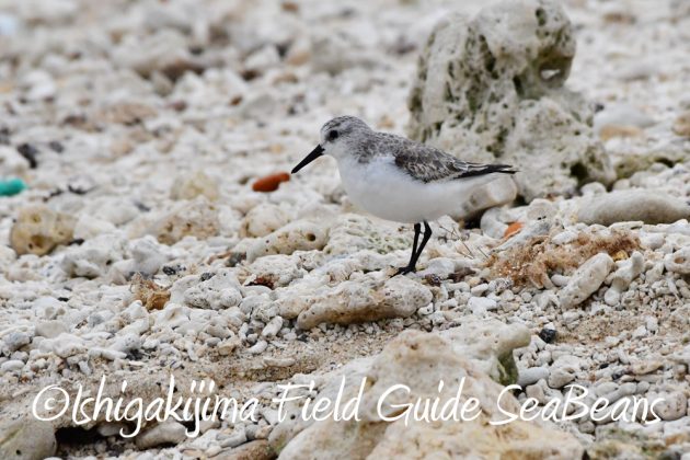 11%e6%9c%8822%e6%97%a5%e7%9f%b3%e5%9e%a3%e5%b3%b6%e3%83%90%e3%83%bc%e3%83%89%e3%82%a6%e3%82%aa%e3%83%83%e3%83%81%e3%83%b3%e3%82%b0%ef%bc%86%e9%87%8e%e9%b3%a5%e6%92%ae%e5%bd%b12