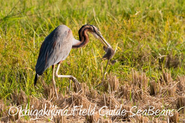 11%e6%9c%8816%e6%97%a5%e7%9f%b3%e5%9e%a3%e5%b3%b6%e3%83%90%e3%83%bc%e3%83%89%e3%82%a6%e3%82%aa%e3%83%83%e3%83%81%e3%83%b3%e3%82%b0%ef%bc%86%e9%87%8e%e9%b3%a5%e8%a6%b3%e5%af%9f%e3%82%ac%e3%82%a4