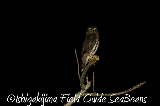 11%e6%9c%8830%e6%97%a5%e7%9f%b3%e5%9e%a3%e5%b3%b6%e3%83%8a%e3%82%a4%e3%83%88%e3%83%84%e3%82%a2%e3%83%bc8