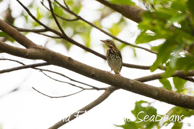 11%e6%9c%8819%e6%97%a5%e7%9f%b3%e5%9e%a3%e5%b3%b6%e3%83%90%e3%83%bc%e3%83%89%e3%82%a6%e3%82%aa%e3%83%83%e3%83%81%e3%83%b3%e3%82%b0%ef%bc%86%e9%87%8e%e9%b3%a5%e6%92%ae%e5%bd%b1%e3%82%ac%e3%82%a4