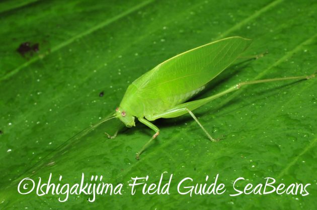 11%e6%9c%8818%e6%97%a5%e7%9f%b3%e5%9e%a3%e5%b3%b6%e3%83%8a%e3%82%a4%e3%83%88%e3%83%84%e3%82%a2%e3%83%bc16