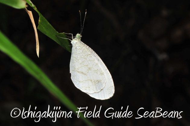 11%e6%9c%8818%e6%97%a5%e7%9f%b3%e5%9e%a3%e5%b3%b6%e3%83%8a%e3%82%a4%e3%83%88%e3%83%84%e3%82%a2%e3%83%bc9