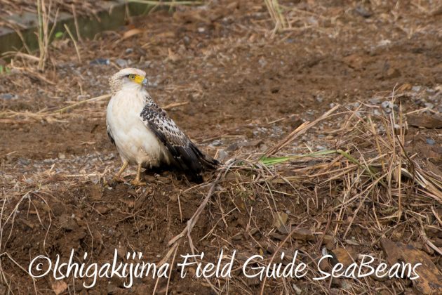 11%e6%9c%8821%e6%97%a5%e7%9f%b3%e5%9e%a3%e5%b3%b6%e3%83%90%e3%83%bc%e3%83%89%e3%82%a6%e3%82%aa%e3%83%83%e3%83%81%e3%83%b3%e3%82%b0%ef%bc%86%e9%87%8e%e9%b3%a5%e6%92%ae%e5%bd%b1%e3%82%ac%e3%82%a4