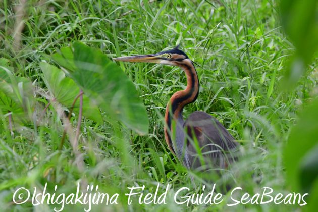 11%e6%9c%8828%e6%97%a5%e7%9f%b3%e5%9e%a3%e5%b3%b6%e3%83%90%e3%83%bc%e3%83%89%e3%82%a6%e3%82%aa%e3%83%83%e3%83%81%e3%83%b3%e3%82%b0%e3%82%ac%e3%82%a4%e3%83%8924