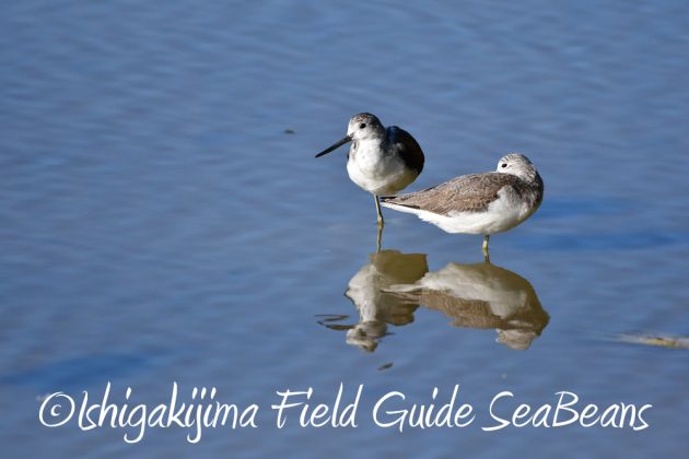 11%e6%9c%8819%e6%97%a5%e7%9f%b3%e5%9e%a3%e5%b3%b6%e3%83%90%e3%83%bc%e3%83%89%e3%82%a6%e3%82%aa%e3%83%83%e3%83%81%e3%83%b3%e3%82%b0%ef%bc%86%e9%87%8e%e9%b3%a5%e6%92%ae%e5%bd%b1%e3%82%ac%e3%82%a4