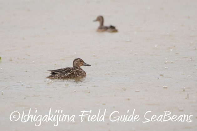 11%e6%9c%8820%e6%97%a5%e7%9f%b3%e5%9e%a3%e5%b3%b6%e3%83%90%e3%83%bc%e3%83%89%e3%82%a6%e3%82%aa%e3%83%83%e3%83%81%e3%83%b3%e3%82%b0%ef%bc%86%e9%87%8e%e9%b3%a5%e6%92%ae%e5%bd%b1%e3%82%ac%e3%82%a4