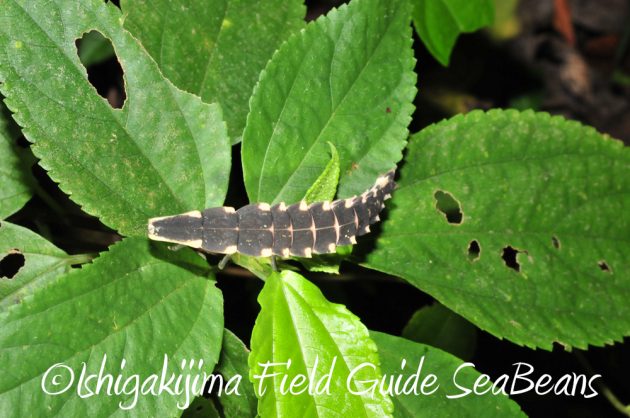 11%e6%9c%883%e6%97%a5%e7%9f%b3%e5%9e%a3%e5%b3%b6%e3%83%8a%e3%82%a4%e3%83%88%e3%83%84%e3%82%a2%e3%83%bc6