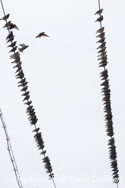 11%e6%9c%889%e6%97%a5%e7%9f%b3%e5%9e%a3%e5%b3%b6%e3%83%90%e3%83%bc%e3%83%89%e3%82%a6%e3%82%aa%e3%83%83%e3%83%81%e3%83%b3%e3%82%b0%ef%bc%86%e9%87%8e%e9%b3%a5%e6%92%ae%e5%bd%b113