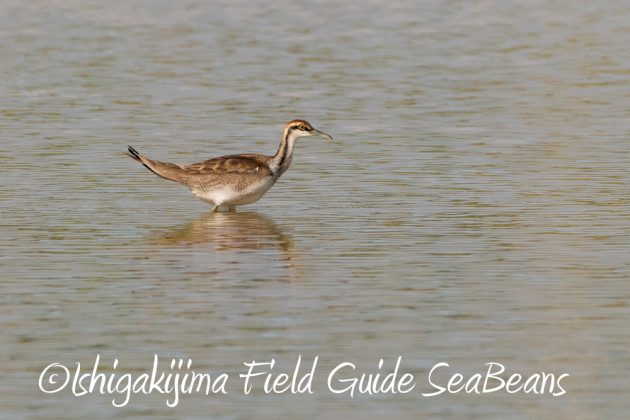 11%e6%9c%8817%e6%97%a5%e7%9f%b3%e5%9e%a3%e5%b3%b6%e3%83%90%e3%83%bc%e3%83%89%e3%82%a6%e3%82%aa%e3%83%83%e3%83%81%e3%83%b3%e3%82%b0%ef%bc%86%e9%87%8e%e9%b3%a5%e8%a6%b3%e5%af%9f%e3%83%84%e3%82%a2