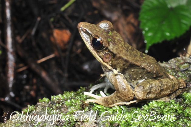 11%e6%9c%888%e6%97%a5%e7%9f%b3%e5%9e%a3%e5%b3%b6%e3%83%8a%e3%82%a4%e3%83%88%e3%83%84%e3%82%a2%e3%83%bc2