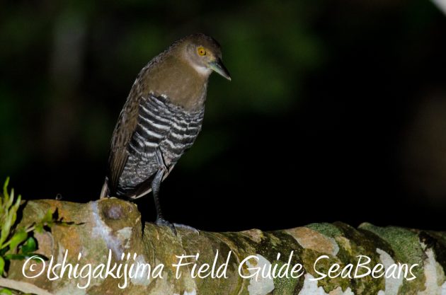 11%e6%9c%8818%e6%97%a5%e7%9f%b3%e5%9e%a3%e5%b3%b6%e3%83%8a%e3%82%a4%e3%83%88%e3%83%84%e3%82%a2%e3%83%bc2